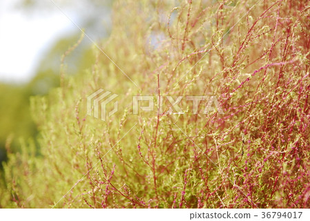 Porcelain grass 36794017