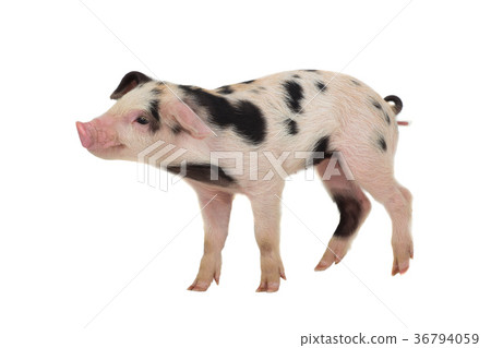 pig 36794059