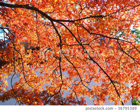 Autumn leaves 36795389