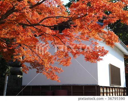 Autumn leaves 36795390