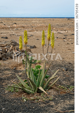 Aloe vera plant bush on Sal, Cape Verde. 36795439