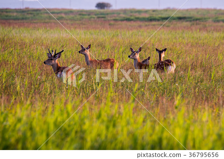 Ezoshika on the Noshi peninsula 36795656