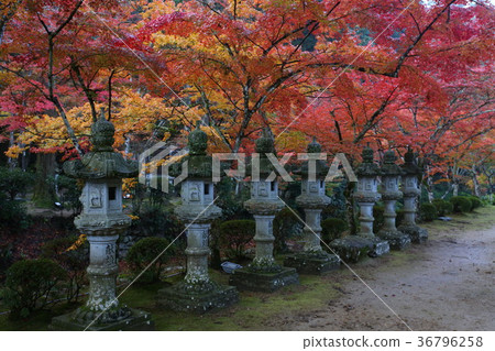 Autumn leaves of French Temple 36796258