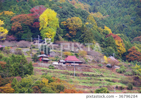 山銀杏 山銀杏 36796284
