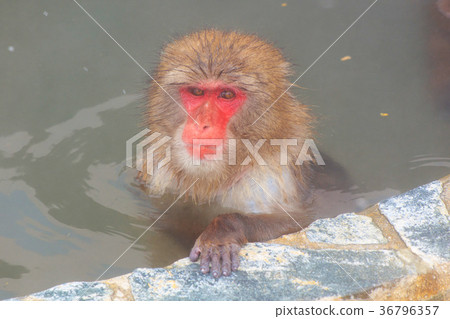 Hakodate Tropical Botanical Garden Monkey Hot Spring Bathing 04 36796357