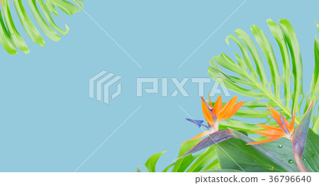 orange hibiscus flower orange hibiscus flower 36796640