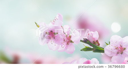 Pink cherry blossom Pink cherry blossom 36796680