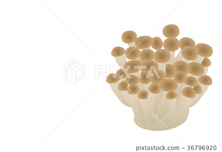 Various mushrooms 36796920