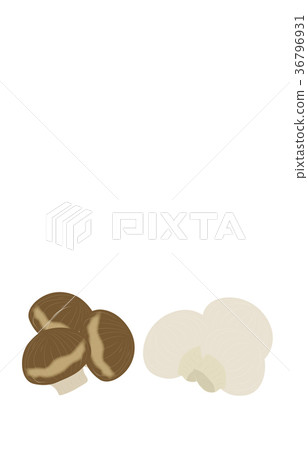 Mushrooms various mushrooms 36796931