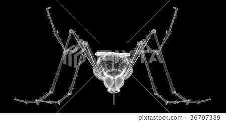 mosquito in wire carcass mosquito in wire carcass 36797389
