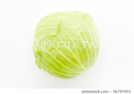 捲心菜 捲心菜 36797403