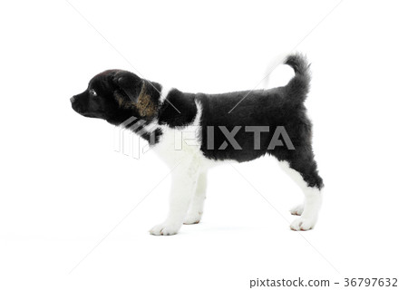 Cute fluffy american akita s puppy Cute fluffy american akita s puppy 36797632