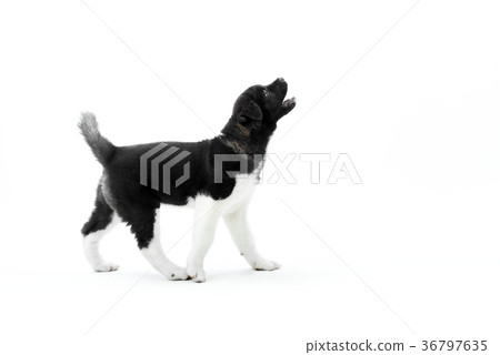 Barking american s akita black and white puppy 36797635