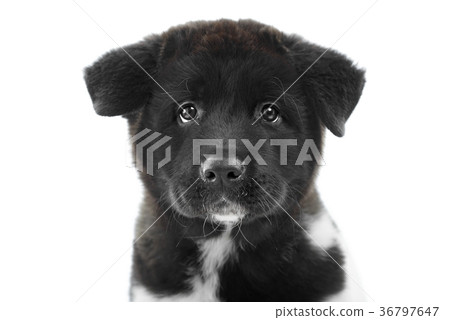 A black fluffy american s akita puppy looks at the A black fluffy american s akita puppy looks at the 36797647