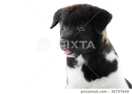 A nice fluffy american s akita puppy looks very A nice fluffy american s akita puppy looks very 36797649