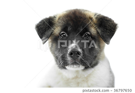 Cute photo of fluffy american s akita puppy Cute photo of fluffy american s akita puppy 36797650