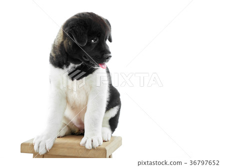 Fluffy american akita s puppy sits on the woodn Fluffy american akita s puppy sits on the woodn 36797652