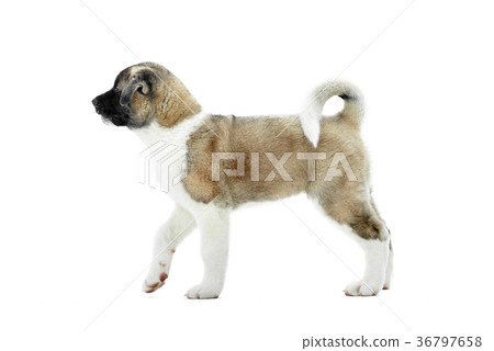 Cute fluffy american akita s puppy with white and Cute fluffy american akita s puppy with white and 36797658