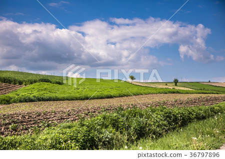 Beautiful spring landscape and cloudy sky. Beautiful spring landscape and cloudy sky. 36797896