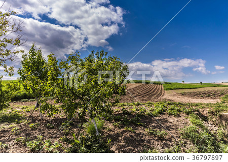 Beautiful spring landscape and cloudy sky. Beautiful spring landscape and cloudy sky. 36797897