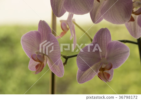 Colorful moth orchids in flower 36798172