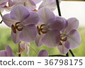 Colorful moth orchids in flower 36798175