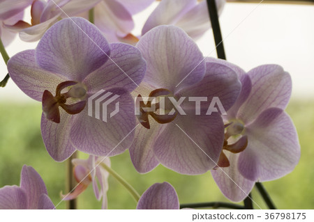 Colorful moth orchids in flower 36798175