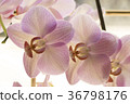 Colorful moth orchids in flower 36798176