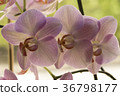 Colorful moth orchids in flower 36798177