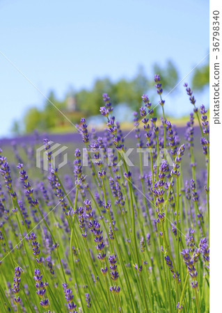 Lavender field 36798340