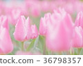Tulip 36798357