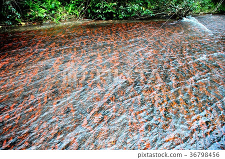 圭亞那高地，Haspe瀑布 36798456