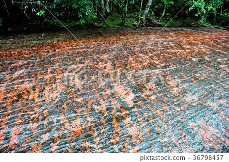 圭亞那高地，Haspe瀑布 36798457