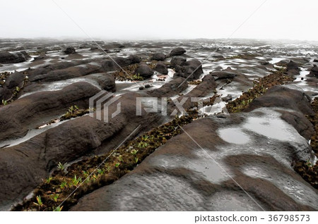 圭亞那高原,羅賴馬峰會 圭亞那高原,羅賴馬峰會 36798573