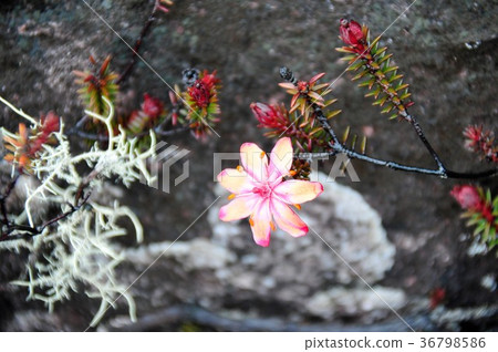 圭亞那高地，羅賴馬山 36798586