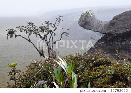 圭亞那高地，羅賴馬山 36798633