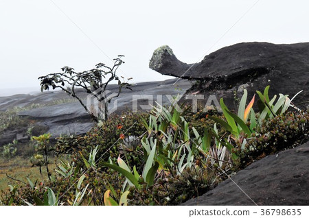圭亞那高地，羅賴馬山 36798635