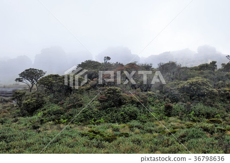 圭亞那高地，羅賴馬山 36798636