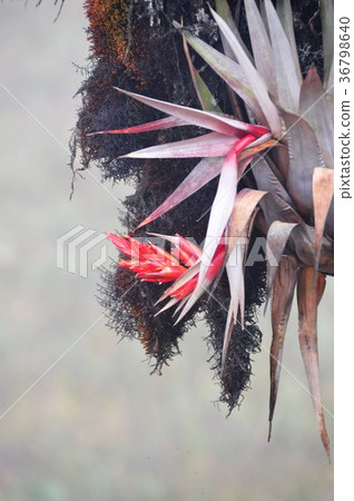 圭亞那高地，羅賴馬山 36798640