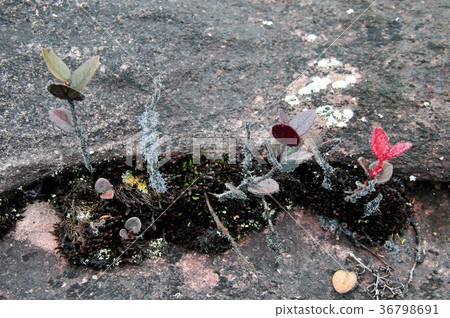 圭亞那高地，羅賴馬山 36798691