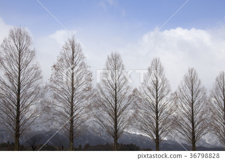 Makino's winter sky -6, Metasequoia tree-lined trees and snowy mountains and blue sky scenery Makino's winter sky -6, Metasequoia tree-lined trees and snowy mountains and blue sky scenery 36798828