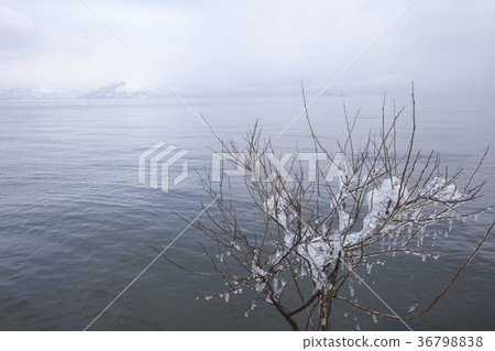 A deep winter scene where splashes rolled up by a strong wind last night over young lakeside trees by the shores of a deep winter lake and lake Biwa 36798838