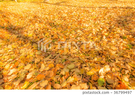 Fallen leaves Fallen leaves 36799497