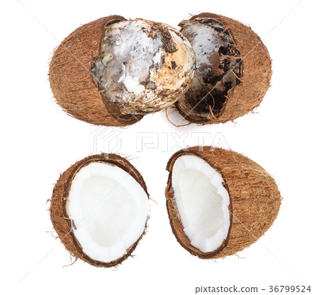 Coconut spoiled with mold isolated on white Coconut spoiled with mold isolated on white 36799524