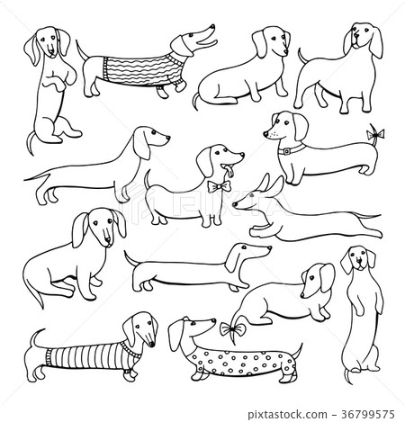 Set of dog dachshund illustrations 36799575