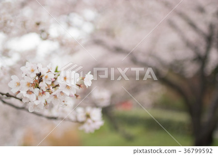 Cherry blossoms at Mitsuike Park Cherry blossoms at Mitsuike Park 36799592