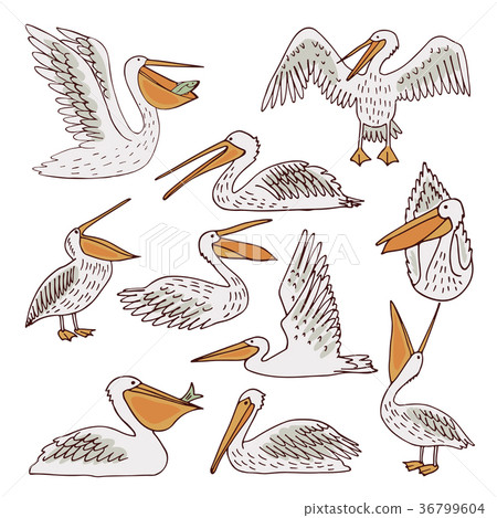 Birds pelicans and fish background 36799604