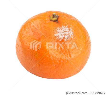 one moldy tangerine isolated on white background 36799617