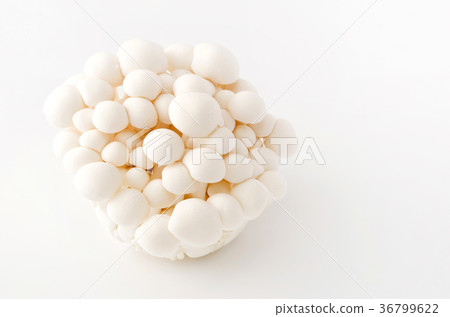 白Bunashimeji 36799622