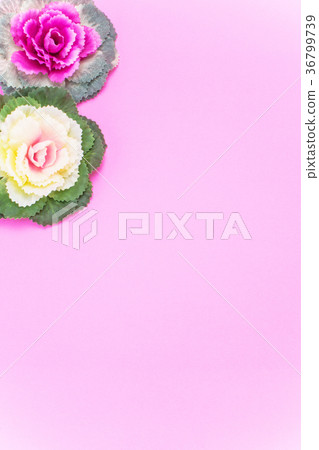 New spring material 36799739